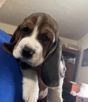 Lucy Tricolor Girl 1 , a female Basset Hound for sale in Finger, TN – 3 of 4