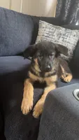(Green Collar), a female German Shepherd Dog for sale in Ypsilanti, MI – 3 of 4