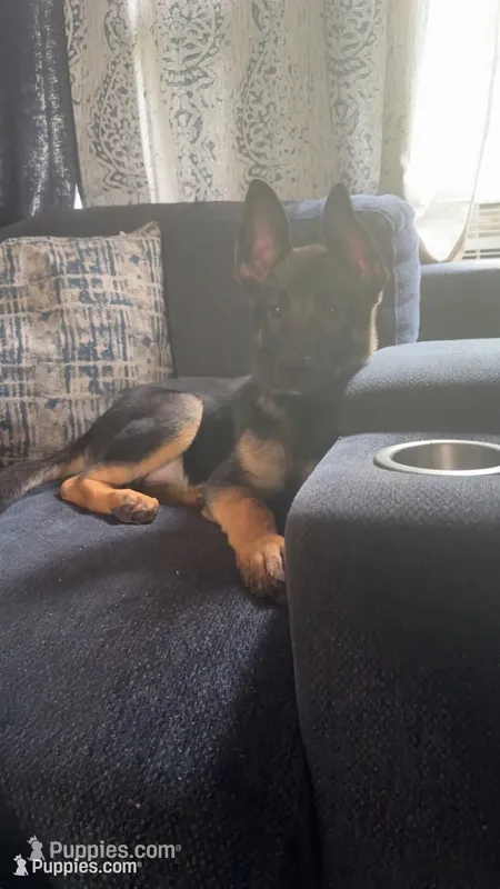  (Pink Collar)  – German Shepherd Dog puppy for sale in Ypsilanti, MI