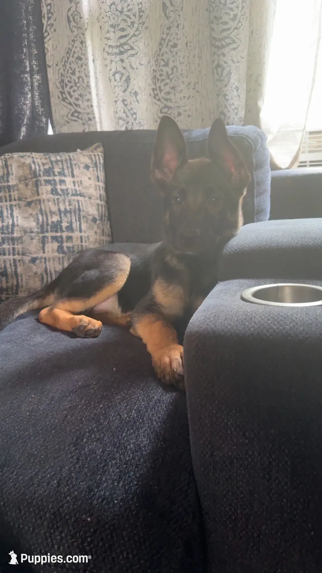  (Pink Collar) , a female German Shepherd Dog for sale in Ypsilanti, MI – 1 of 3