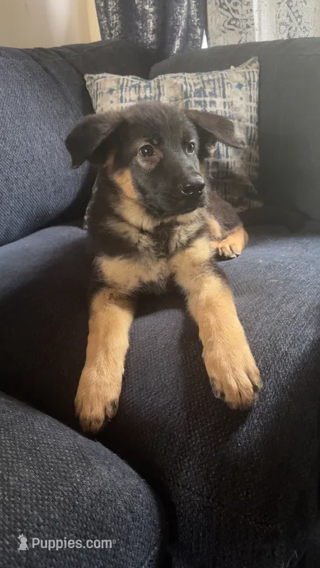 (Green Collar) – German Shepherd Dog puppy for sale in Ypsilanti, MI