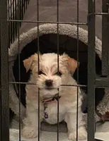 Emma, a female Yorkshire Terrier for sale in Madisonville, LA – 5 of 6