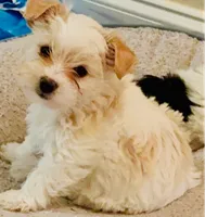 Emma, a female Yorkshire Terrier for sale in Madisonville, LA – 6 of 6