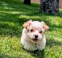 Emma, a female Yorkshire Terrier for sale in Madisonville, LA – 4 of 6