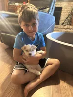 Emma, a female Yorkshire Terrier for sale in Madisonville, LA – 3 of 6