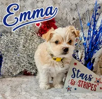 Emma, a female Yorkshire Terrier for sale in Madisonville, LA – 2 of 6