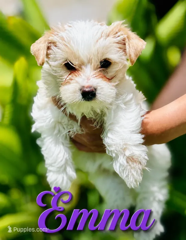 Emma – Yorkshire Terrier puppy for sale in Madisonville, LA