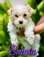 Emma, a female Yorkshire Terrier for sale in Madisonville, LA – 1 of 6