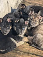 Angel , a female German Shepherd Dog for sale in Eau Claire, WI – Photo 2 of 2