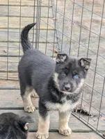 Angel , a female German Shepherd Dog for sale in Eau Claire, WI – Photo 3 of 3