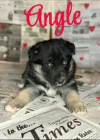 Angel , a female German Shepherd Dog for sale in Eau Claire, WI – Photo 1 of 2