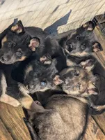 Romeo , a male German Shepherd Dog for sale in Eau Claire, WI – Photo 2 of 2