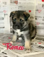Romeo , a male German Shepherd Dog for sale in Eau Claire, WI – Photo 1 of 2