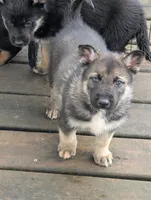 Romeo , a male German Shepherd Dog for sale in Eau Claire, WI – Photo 3 of 3