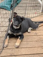 Velvet , a female German Shepherd Dog for sale in Eau Claire, WI – Photo 6 of 10