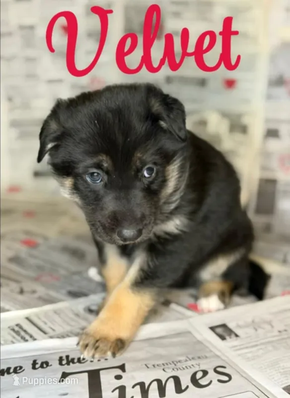 Velvet  – German Shepherd Dog puppy for sale in Eau Claire, WI