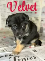 Velvet , a female German Shepherd Dog for sale in Eau Claire, WI – Photo 1 of 2