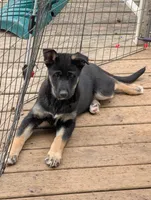 Velvet , a female German Shepherd Dog for sale in Eau Claire, WI – Photo 5 of 10