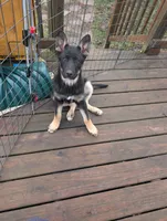 Velvet , a female German Shepherd Dog for sale in Eau Claire, WI – Photo 10 of 10