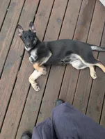 Velvet , a female German Shepherd Dog for sale in Eau Claire, WI – Photo 9 of 10