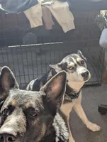 Velvet , a female German Shepherd Dog for sale in Eau Claire, WI – Photo 7 of 10