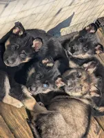 Velvet , a female German Shepherd Dog for sale in Eau Claire, WI – Photo 2 of 2