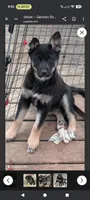 Velvet , a female German Shepherd Dog for sale in Eau Claire, WI – Photo 4 of 10