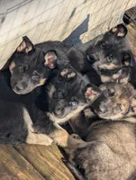 Cupid , a male German Shepherd Dog for sale in Eau Claire, WI – Photo 2 of 2