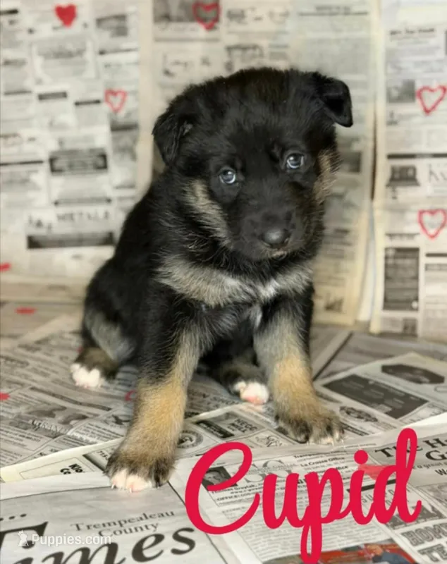 Cupid  – German Shepherd Dog puppy for sale in Eau Claire, WI