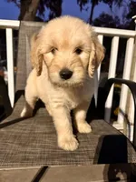 Orange, a male Goldendoodle and Golden Retriever for sale in New Smyrna Beach, FL – Photo 1 of 9