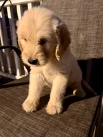 Orange, a male Goldendoodle and Golden Retriever for sale in New Smyrna Beach, FL – Photo 2 of 9
