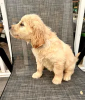 Pink, a female Goldendoodle and Golden Retriever for sale in New Smyrna Beach, FL – Photo 2 of 9