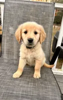 Light Blue, a female Goldendoodle and Golden Retriever for sale in New Smyrna Beach, FL – Photo 1 of 9