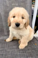 Blue, a male Goldendoodle and Golden Retriever for sale in New Smyrna Beach, FL – Photo 1 of 9