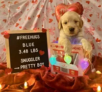 Blue, a male Goldendoodle and Golden Retriever for sale in New Smyrna Beach, FL – Photo 5 of 9