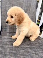 Blue, a male Goldendoodle and Golden Retriever for sale in New Smyrna Beach, FL – Photo 2 of 9