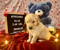 Blue, a male Goldendoodle and Golden Retriever for sale in New Smyrna Beach, FL – Photo 4 of 9