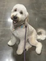 Blue, a male Goldendoodle and Golden Retriever for sale in New Smyrna Beach, FL – Photo 8 of 9