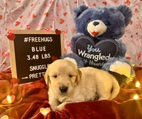 Blue, a male Goldendoodle and Golden Retriever for sale in New Smyrna Beach, FL – Photo 3 of 9