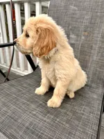 Purple, a female Goldendoodle and Golden Retriever for sale in New Smyrna Beach, FL – Photo 2 of 9