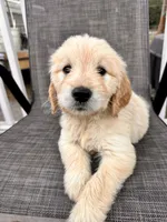 Purple, a female Goldendoodle and Golden Retriever for sale in New Smyrna Beach, FL – Photo 1 of 9