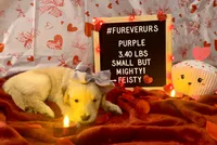 processed/fddb4325-4652-44c9-9428-5a0809e68ba2/listing/8e18e648-3fac-4a16-bd59-b6773f5abf61/f385959a-715e-4150-9d33-960a6b79ddf3