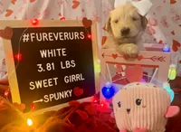 White, a female Goldendoodle and Golden Retriever for sale in New Smyrna Beach, FL – Photo 5 of 9