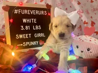 White, a female Goldendoodle and Golden Retriever for sale in New Smyrna Beach, FL – Photo 4 of 9