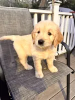 White, a female Goldendoodle and Golden Retriever for sale in New Smyrna Beach, FL – Photo 2 of 9