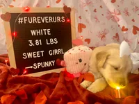 White, a female Goldendoodle and Golden Retriever for sale in New Smyrna Beach, FL – Photo 3 of 9