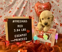 Red, a female Goldendoodle and Golden Retriever for sale in New Smyrna Beach, FL – Photo 3 of 10