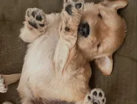 Red, a female Goldendoodle and Golden Retriever for sale in New Smyrna Beach, FL – Photo 6 of 10