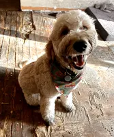 Red, a female Goldendoodle and Golden Retriever for sale in New Smyrna Beach, FL – Photo 9 of 10