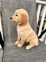 Red, a female Goldendoodle and Golden Retriever for sale in New Smyrna Beach, FL – Photo 1 of 10
